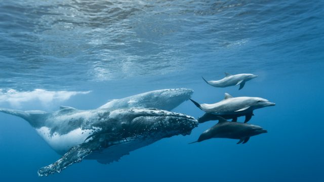 cetaces06_baleines_-_credit_irt_-_eric_lamblin_dts_05_2015-e1599722346254.jpg