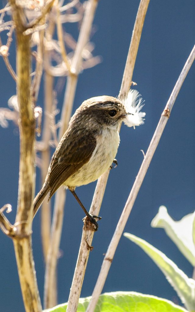 Oiseau tuit-tuit, La Réunion