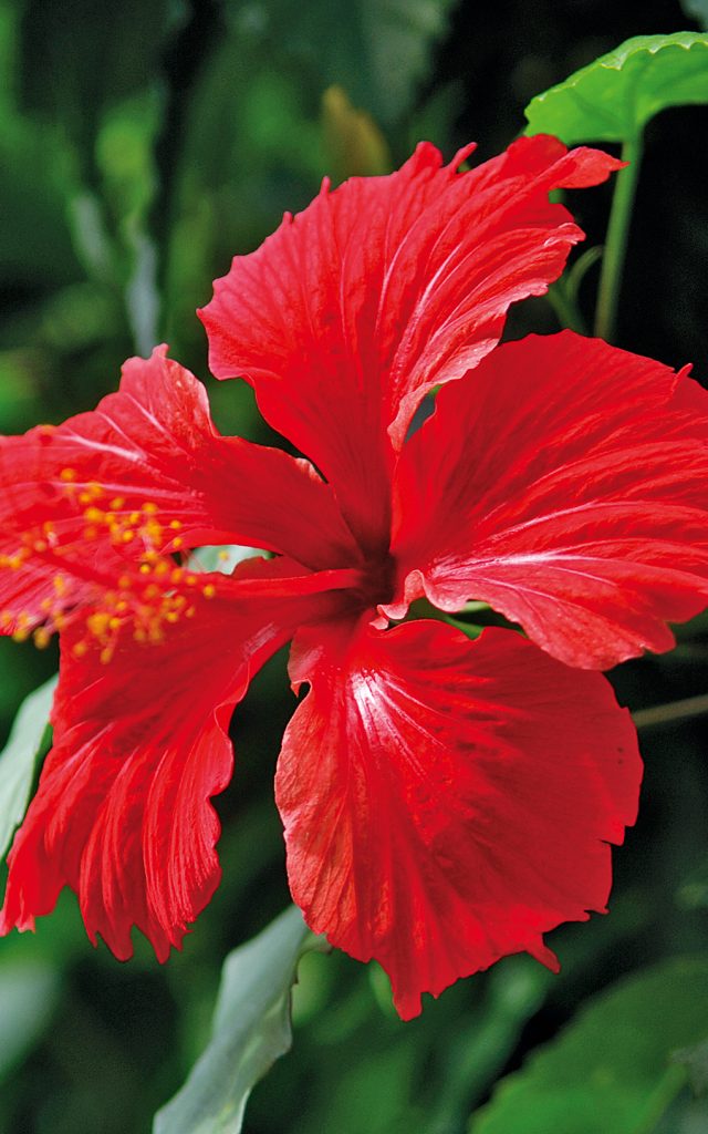 La flore indigene Île de la Réunion Tourisme — free download