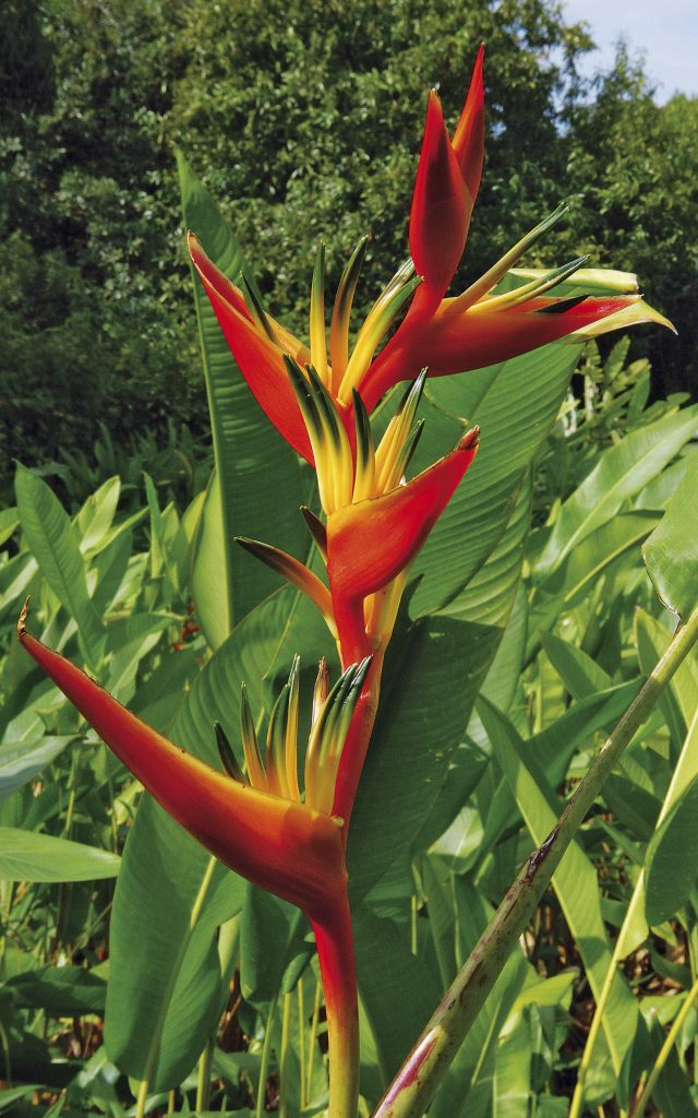 Oiseau du Paradis, La Réunion