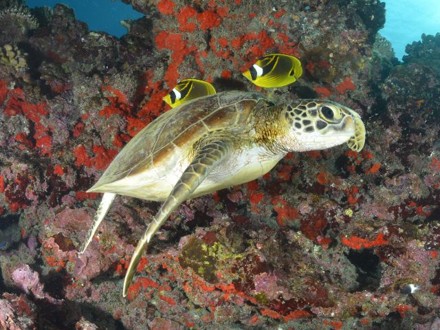 fonds marins La Réunion