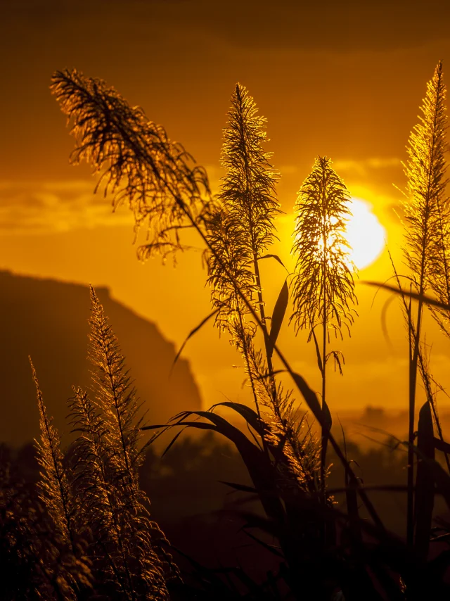 Cannes15 Fleurs A Sainte Marie Credit Irt Yabalex Dts 07 2017.jpg