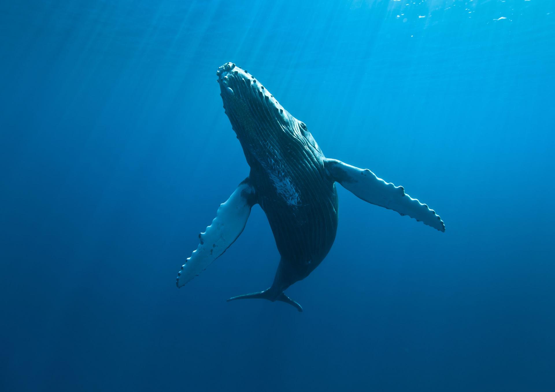 Baleines, La Réunion