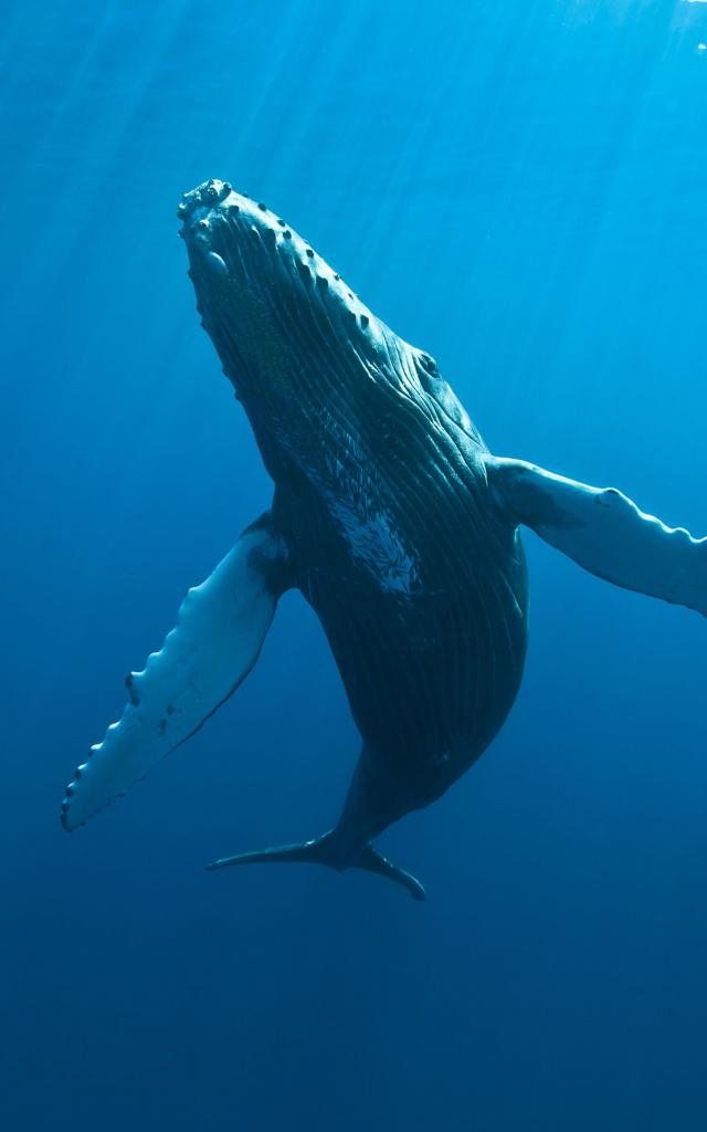 Baleines, La Réunion
