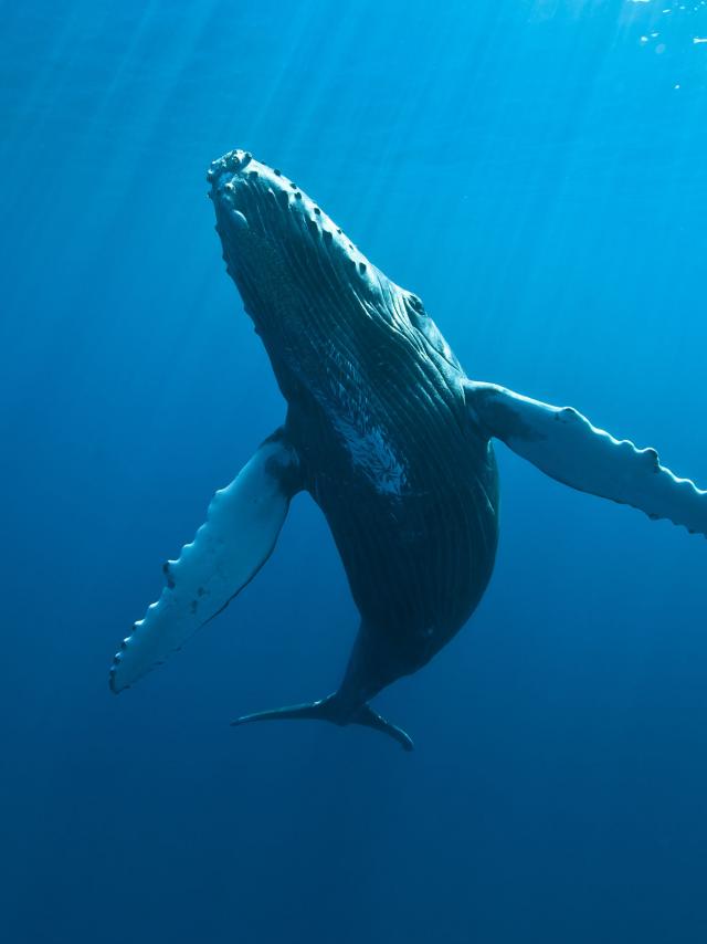 Baleines, La Réunion