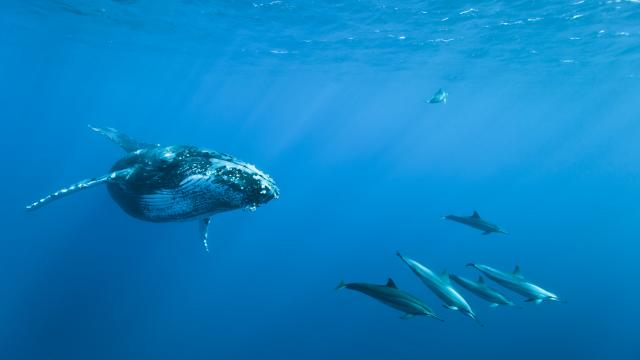 Cétacés, La Réunion