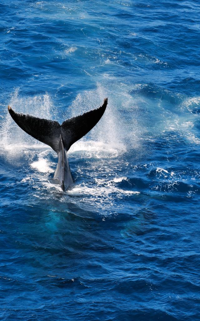 Baleines, Île de La Réunion