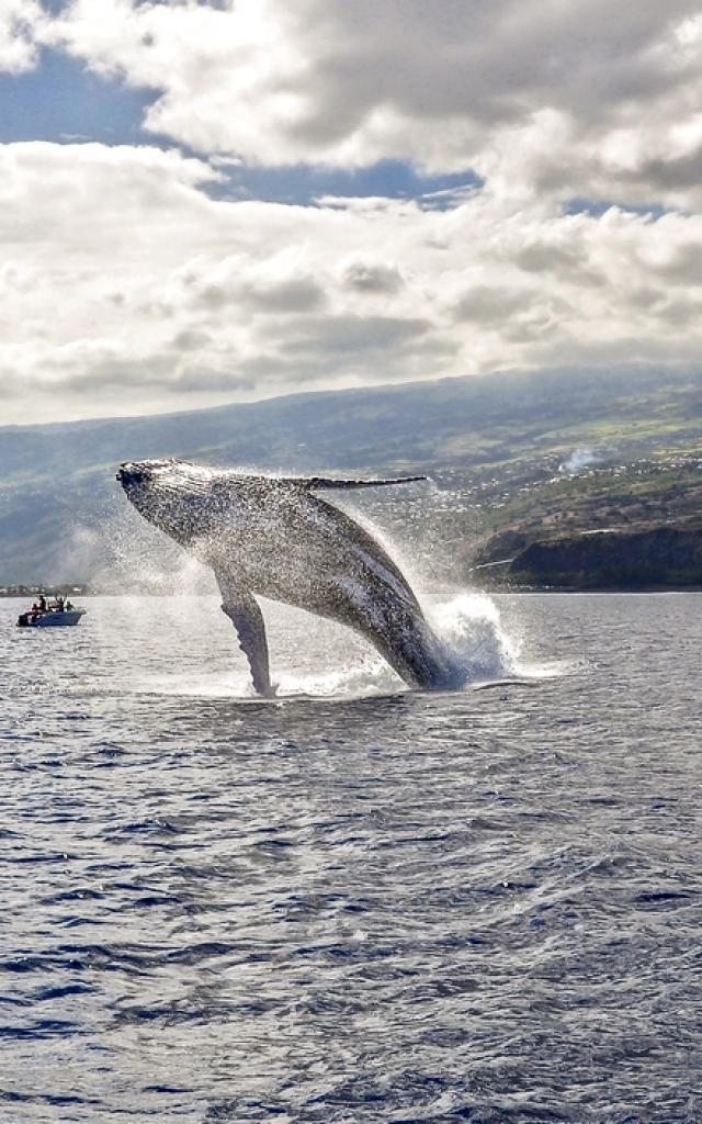 Baleine, La Réunion