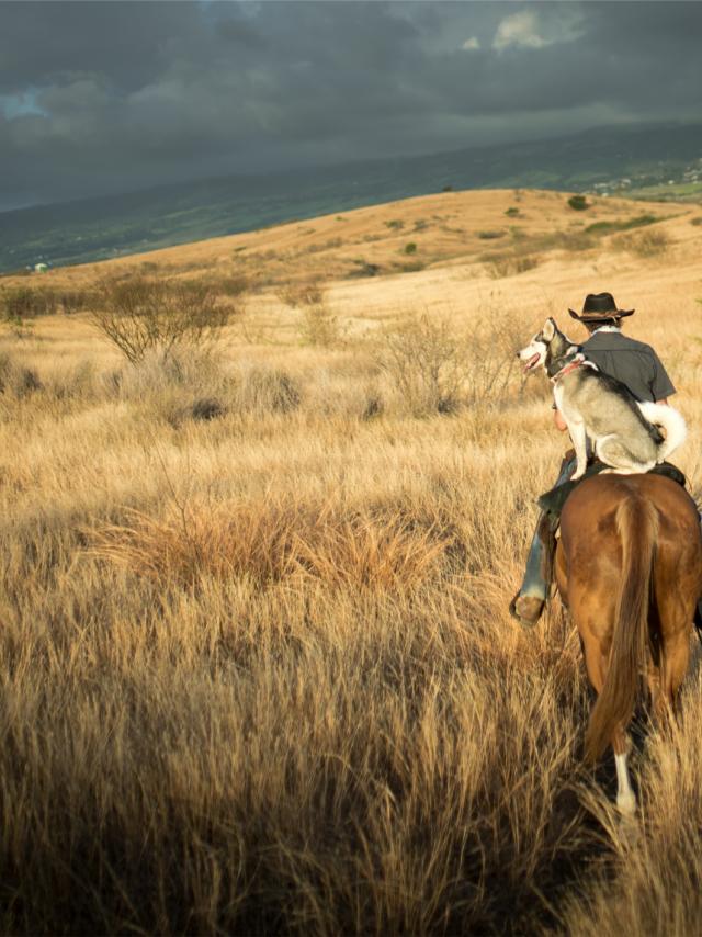 equitation43_-_credit_irt_-_miles_and_love_dts_05_2019.jpg