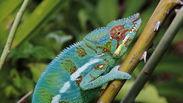 parcs animaliers la réunion