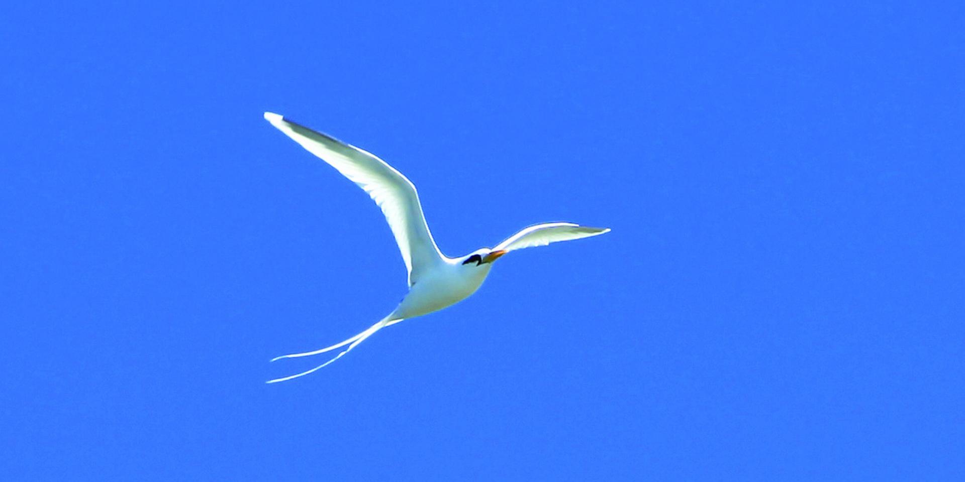 Der Weißschwanztropikvogel Île de la Réunion Tourisme