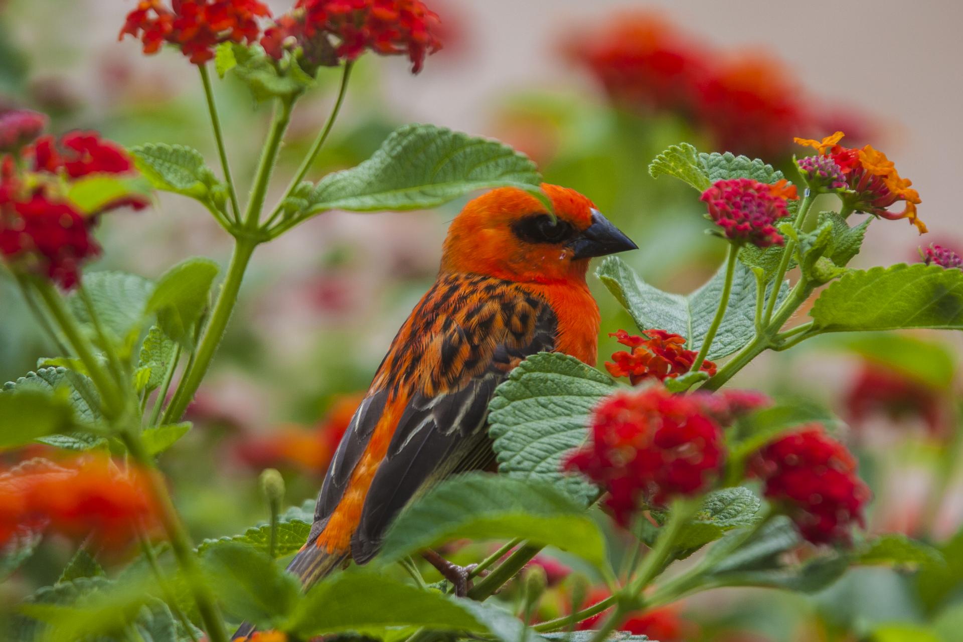 Cardinal de madagascar