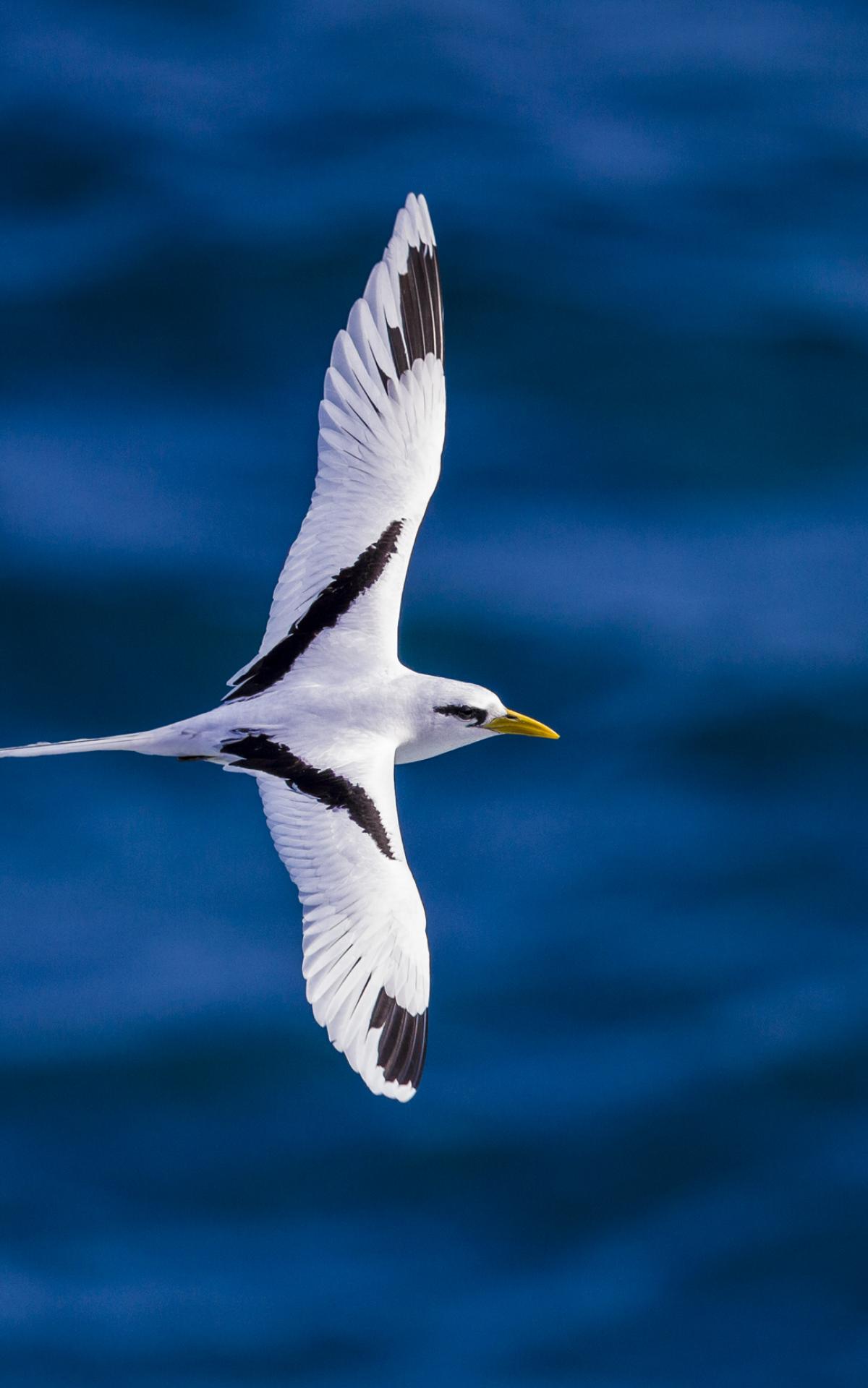 Oiseaux de la Réunion découvrez les habitants du ciel
