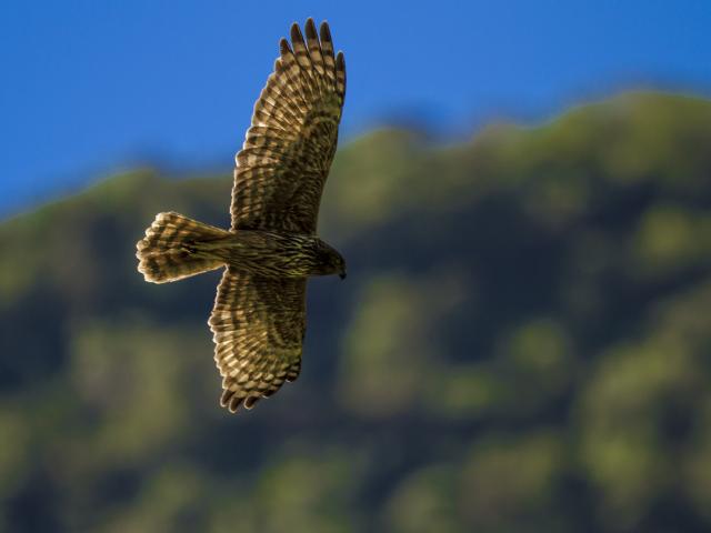 Papangue, Île de La Réunion