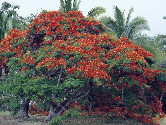 Flamboyant de La Réunion