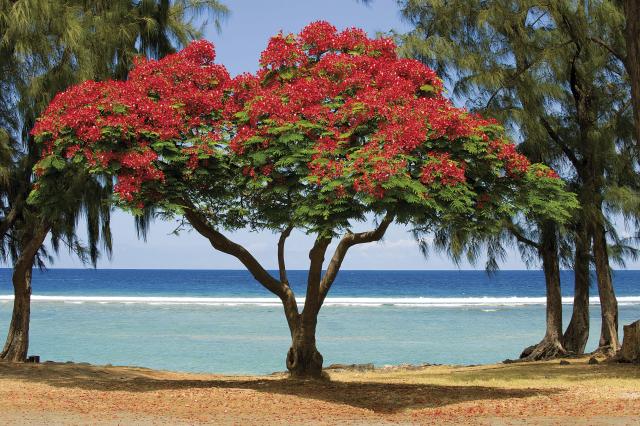 Flamboyant tree of Reunion Island: a celebratory tree 