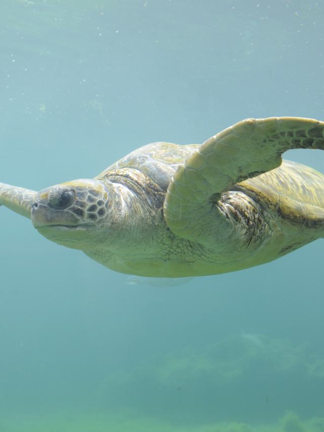 Tortue, La Réunion