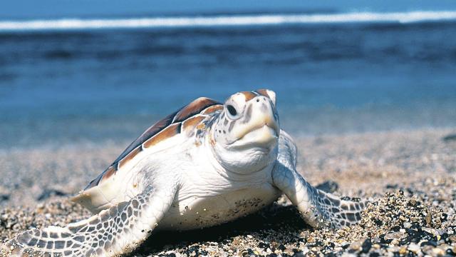 parcs animaliers la réunion