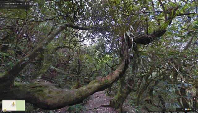 Foretdenotre Damedelapaix.jpg