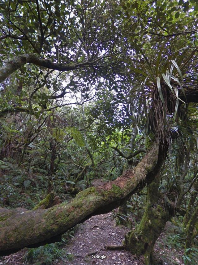 Foretdenotre Damedelapaix.jpg