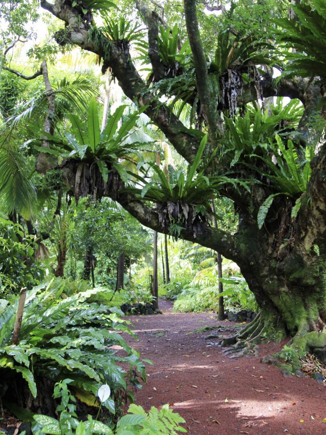 Jardin Des Parfums Et Des Epices, La Réunion