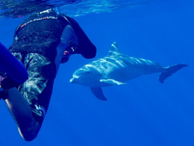 observation_des_cetaces_-_face_a_face_avec_un_dauphin.jpg