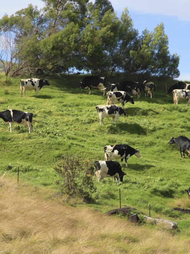 Plaine des cafres