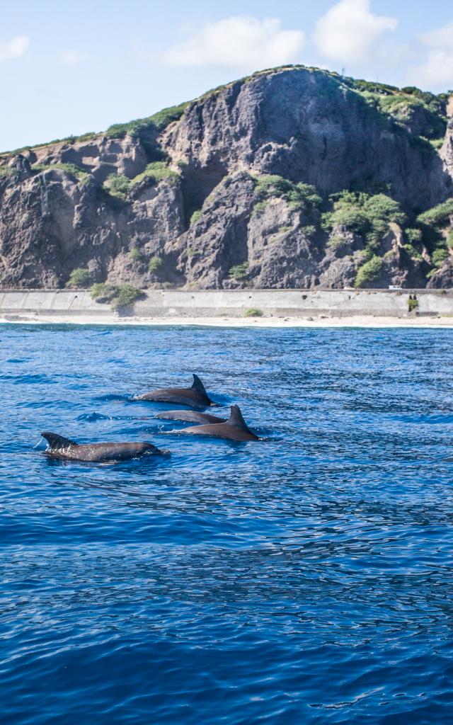 dauphins et baleines à la réunion