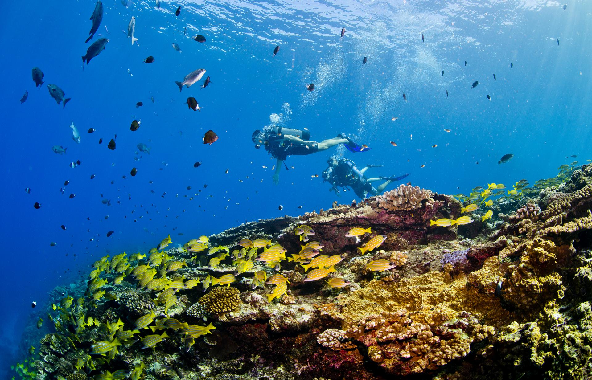 Plongee Recif104 Credit Irt Antoine Mettra Dts 06 2020.jpg