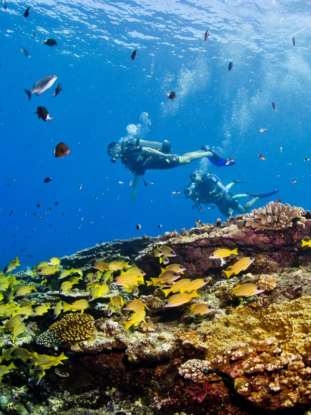 Plongee Recif104 Credit Irt Antoine Mettra Dts 06 2020.jpg