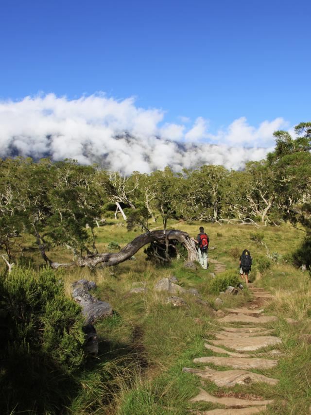 les plaines à la réunion