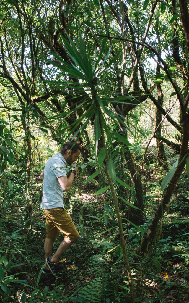 Expérience La véritable vanille Bourbon: immersion dans la culture de la vanille planté sous bois , dans les Haust de Sainte- Rose