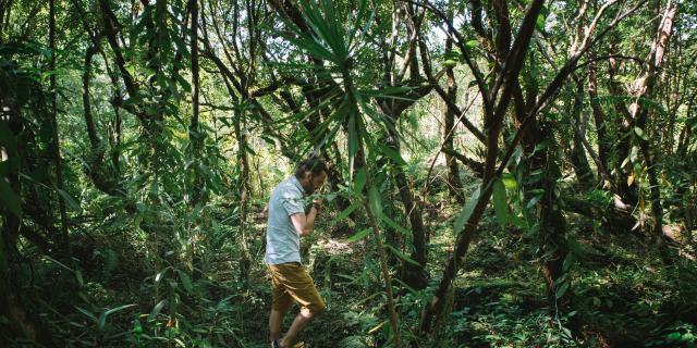 Expérience La véritable vanille Bourbon: immersion dans la culture de la vanille planté sous bois , dans les Haust de Sainte- Rose