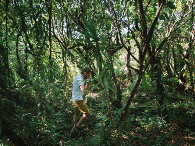 Expérience La véritable vanille Bourbon: immersion dans la culture de la vanille planté sous bois , dans les Haust de Sainte- Rose
