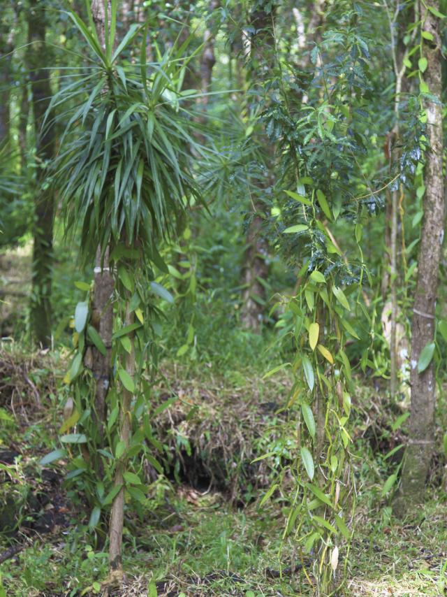 Vanilleraie, La Réunion