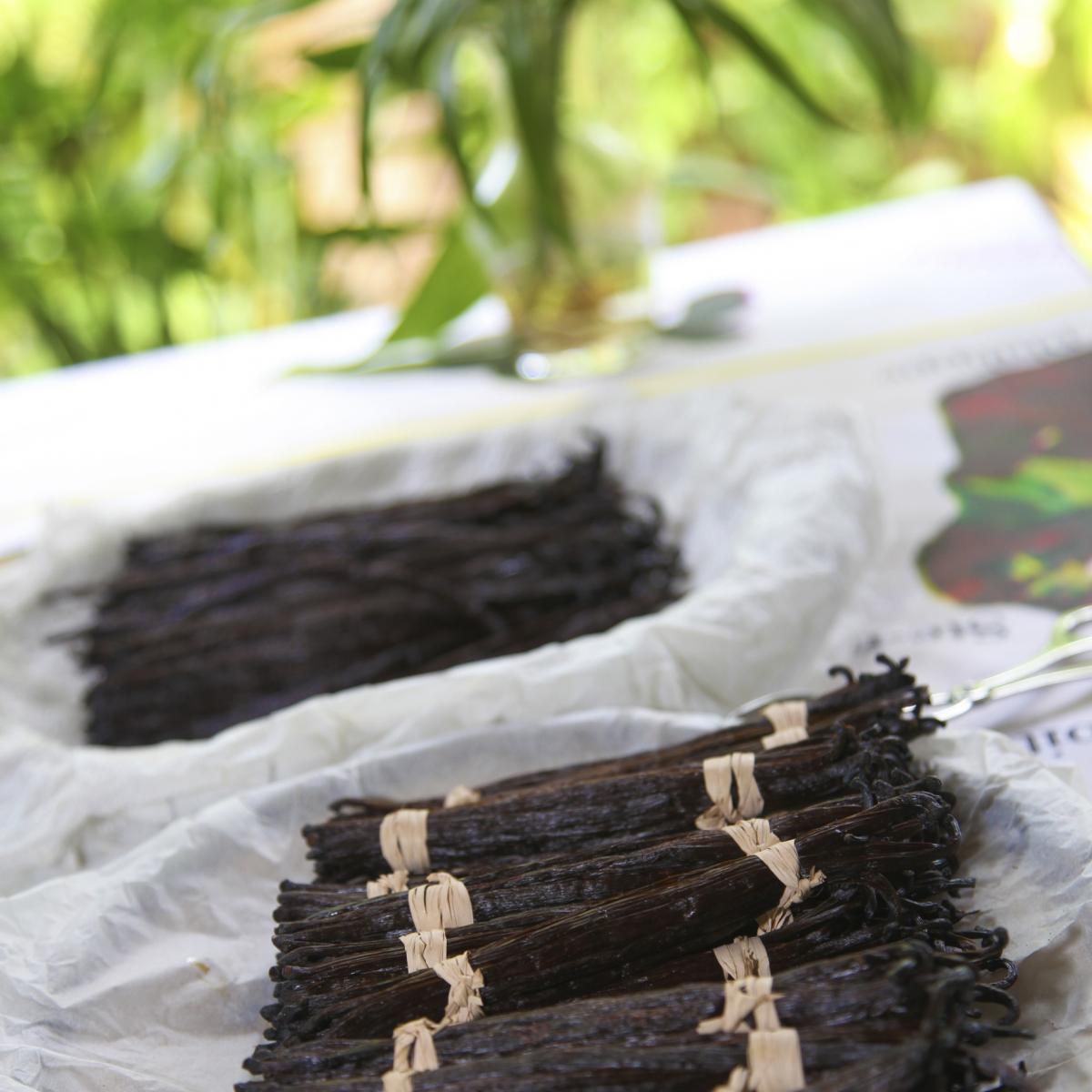 the-bourbon-vanilla-of-reunion-island
