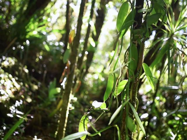 Vanille Bourbon, La Réunion, Trapèze des Mascareignes