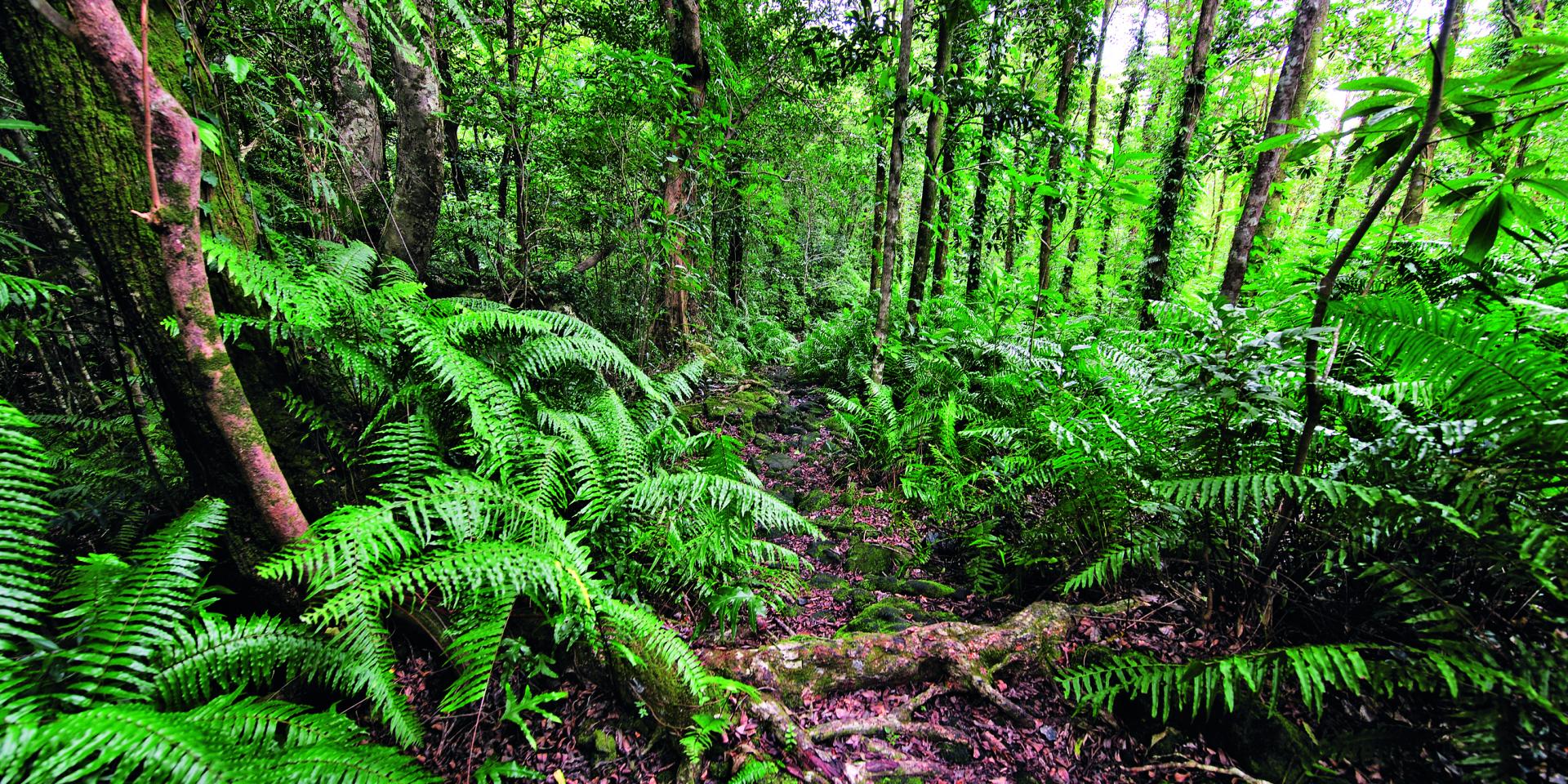 Plants of Reunion Island: the secrets unveiled