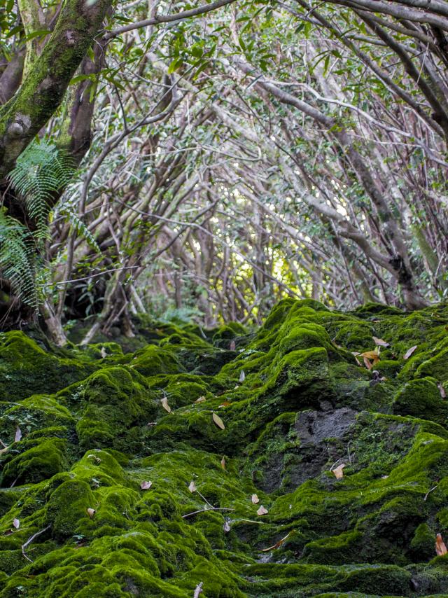Vegetation59 Ravine Traversant Le Chemin De Ceinture Saint Benoit Credit Irt Yabalex Dts 07 2017.jpg