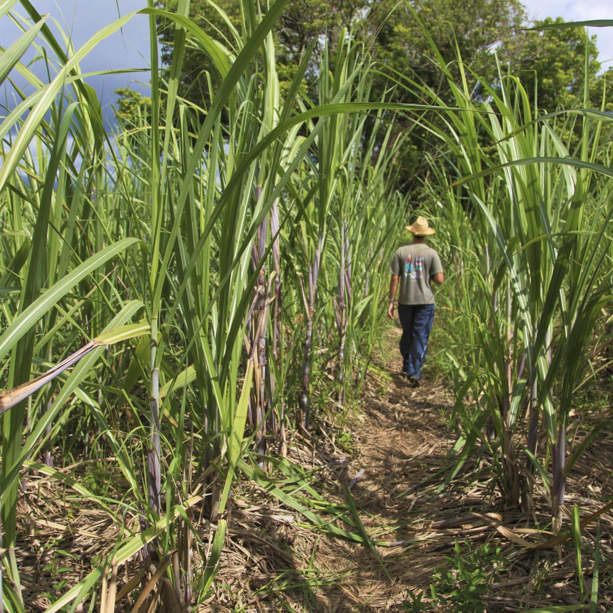 La Canne à sucre une histoire au gout sucré Île de la Réunion Tourisme