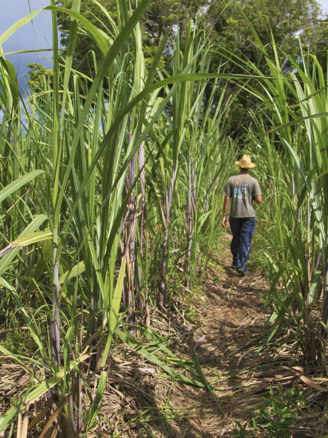 Champs de cannes, La Réunion