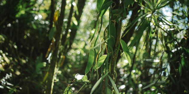 Expérience La véritable vanille Bourbon: immersion dans la culture de la vanille planté sous bois , dans les Haust de Sainte- Rose