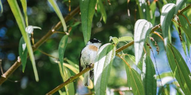 Expérience La véritable vanille Bourbon: immersion dans la culture de la vanille planté sous bois , dans les Haust de Sainte- Rose