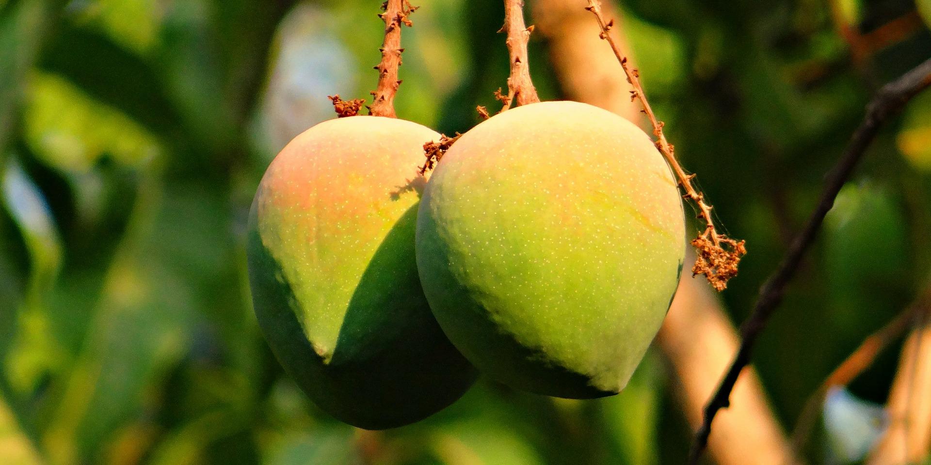 Mango Ozon