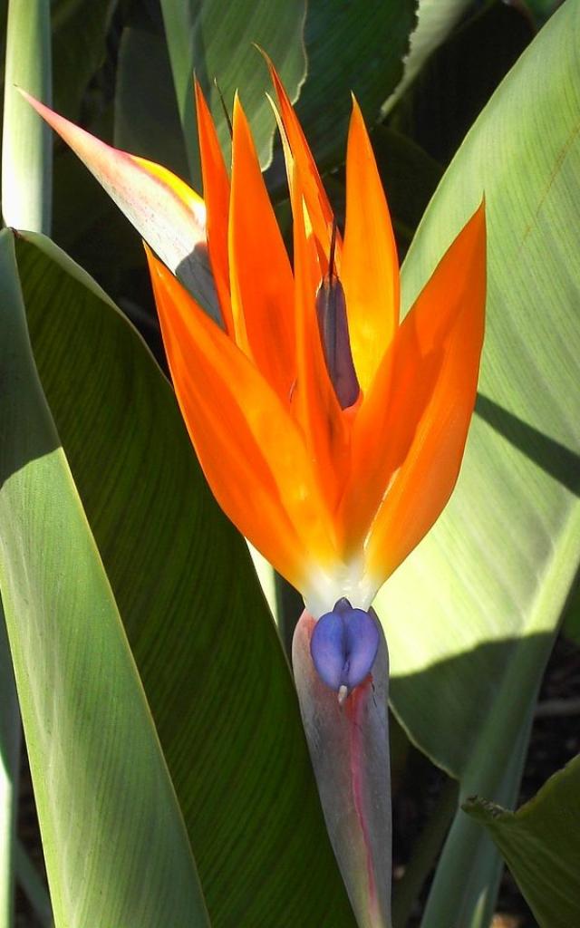 faune et flore la réunion