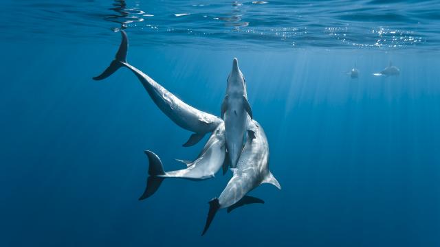 dauphins et baleines à la réunion