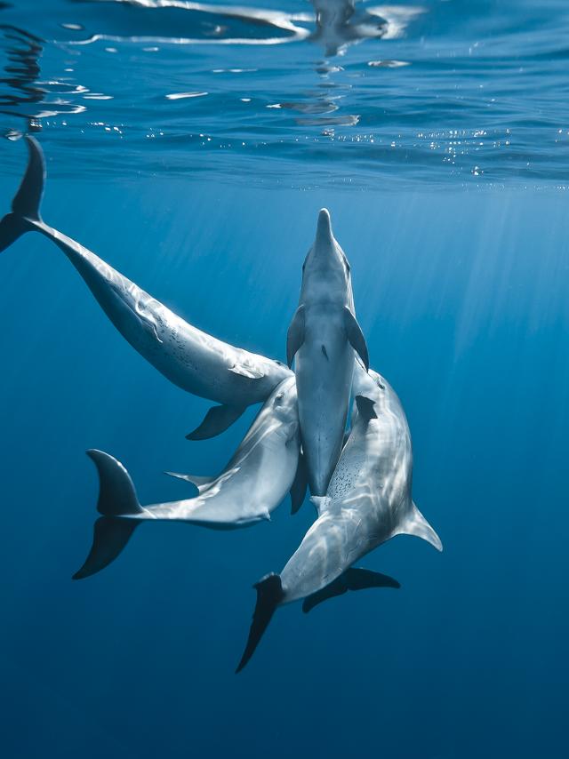 dauphins et baleines à la réunion