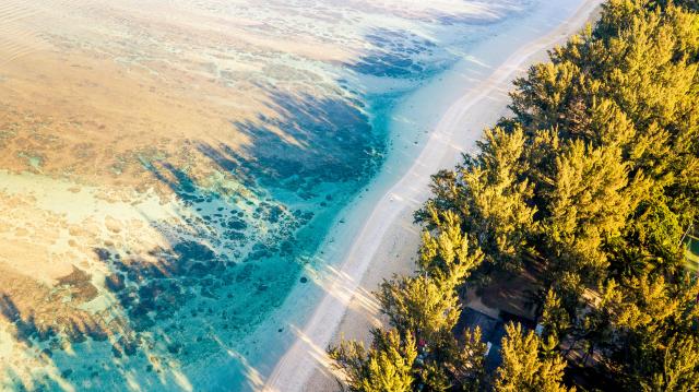 Paysage Sable Arbre Et Mer