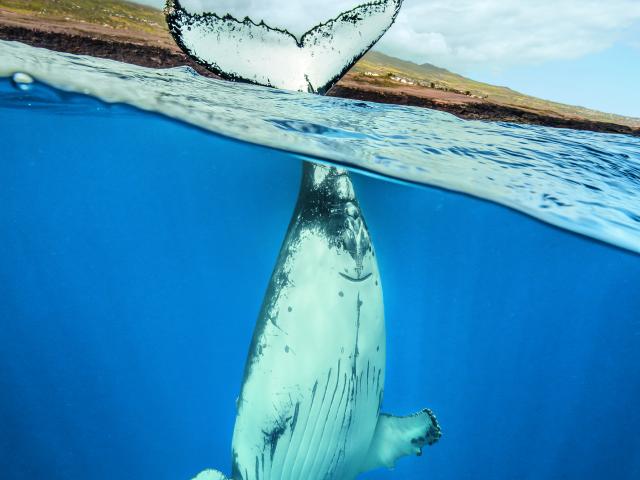 Cetaces110 Guillaume Boeye Dts 02 2021