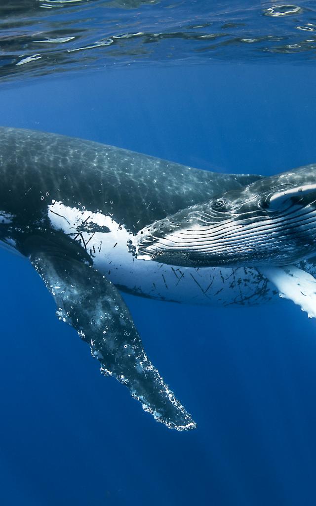 Cetaces119 Baleine Credit Irt Cedric Peneau Dts 06 2024